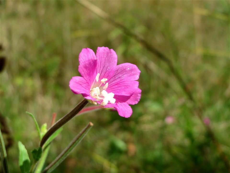 Zottiges Weidenröschen (Epilobium hirsutum) in Saarbrücken