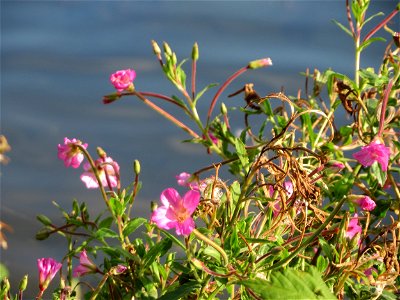 Zottiges Weidenröschen (Epilobium hirsutum) an der Saar in Saarbrücken