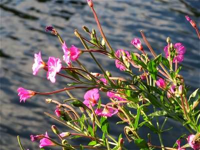 Zottiges Weidenröschen (Epilobium hirsutum) an der Saar in Saarbrücken