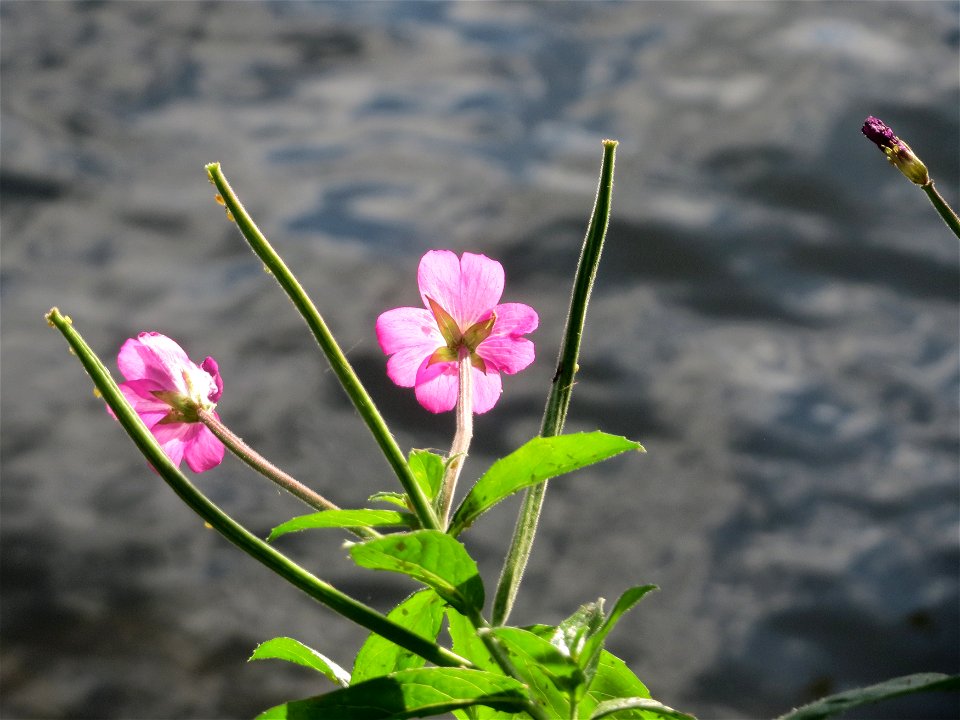 Zottiges Weidenröschen (Epilobium hirsutum) an der Saar in Saarbrücken