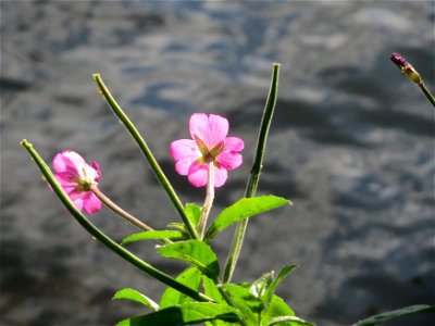 Zottiges Weidenröschen (Epilobium hirsutum) an der Saar in Saarbrücken