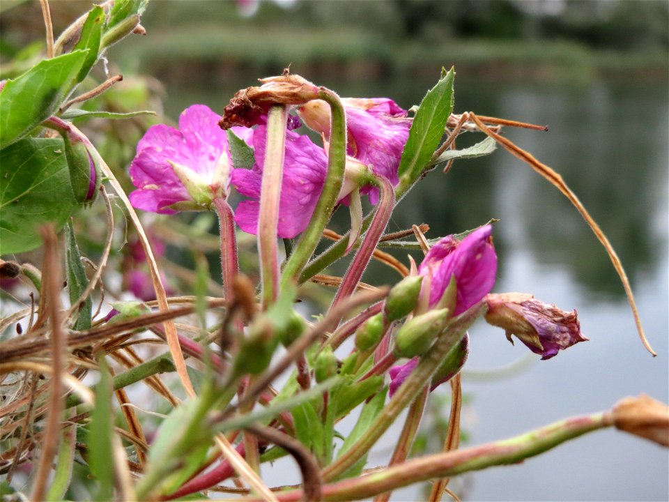 Zottiges Weidenröschen (Epilobium hirsutum) am Reilinger See