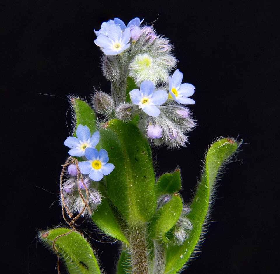 Myosotis alpestris macro blossom