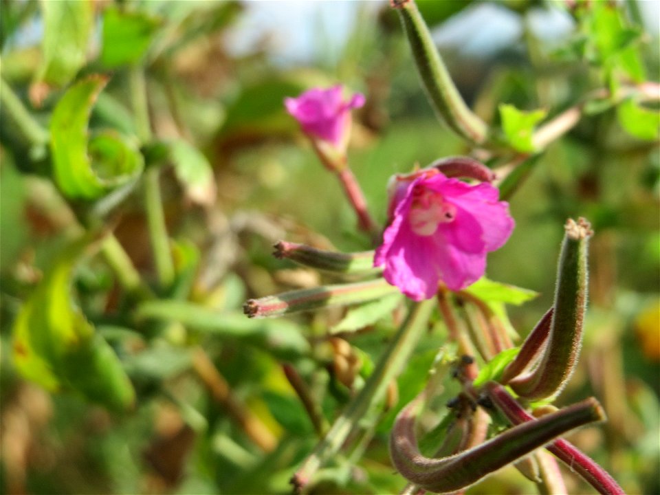 Zottiges Weidenröschen (Epilobium hirsutum) im Hockenheimer Rheinbogen