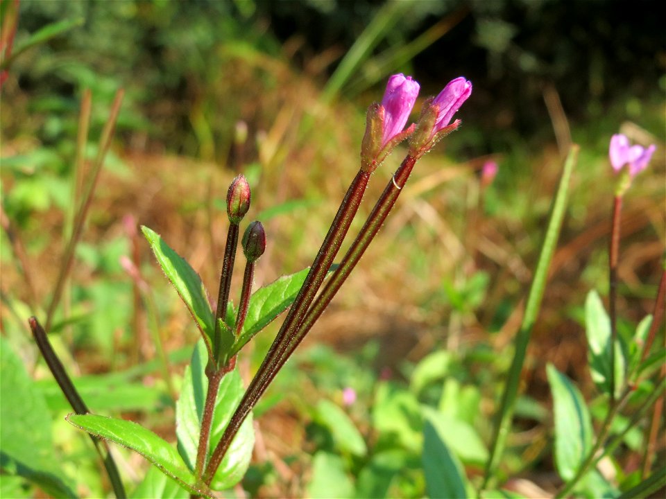 Zottiges Weidenröschen (Epilobium hirsutum) im Hockenheimer Rheinbogen