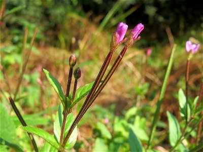Zottiges Weidenröschen (Epilobium hirsutum) im Hockenheimer Rheinbogen