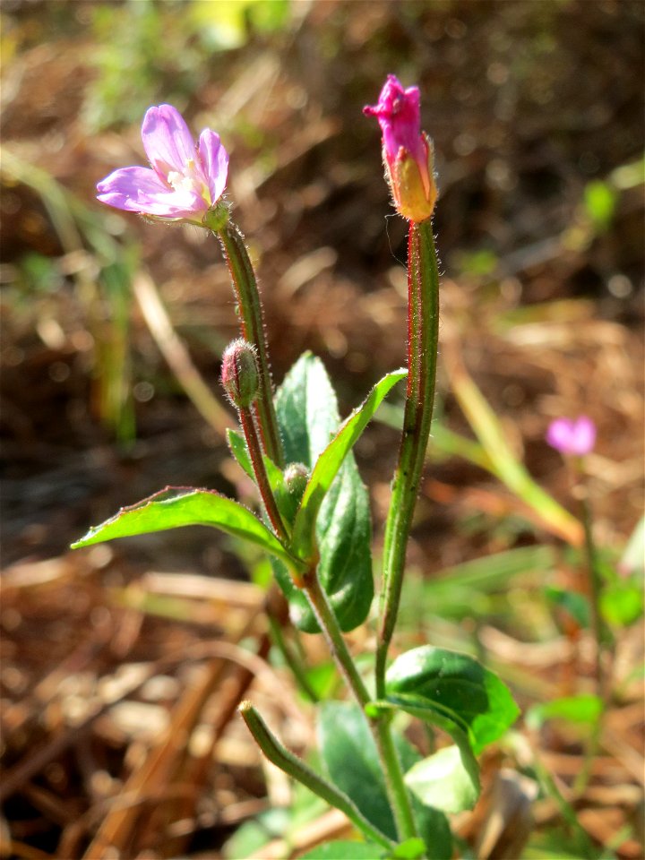 Zottiges Weidenröschen (Epilobium hirsutum) im Hockenheimer Rheinbogen