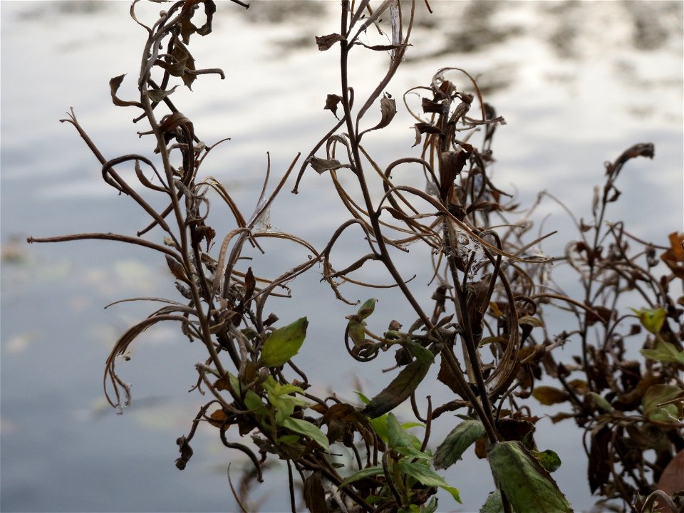 Zottiges Weidenröschen (Epilobium hirsutum) an der Saar in Saarbrücken
