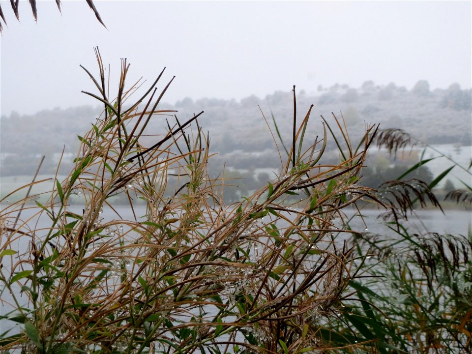 Zottiges Weidenröschen (Epilobium hirsutum) am Schalkenmehrener Maar