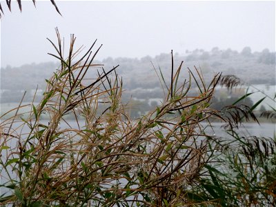 Zottiges Weidenröschen (Epilobium hirsutum) am Schalkenmehrener Maar