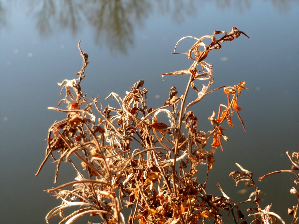 Zottiges Weidenröschen (Epilobium hirsutum) an der Saar in Saarbrücken