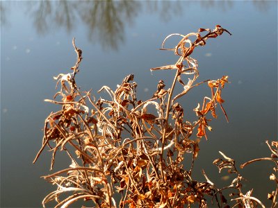 Zottiges Weidenröschen (Epilobium hirsutum) an der Saar in Saarbrücken