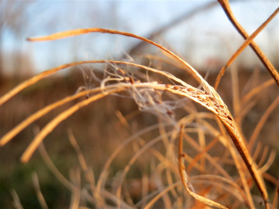 Zottiges Weidenröschen (Epilobium hirsutum) in Saarbrücken