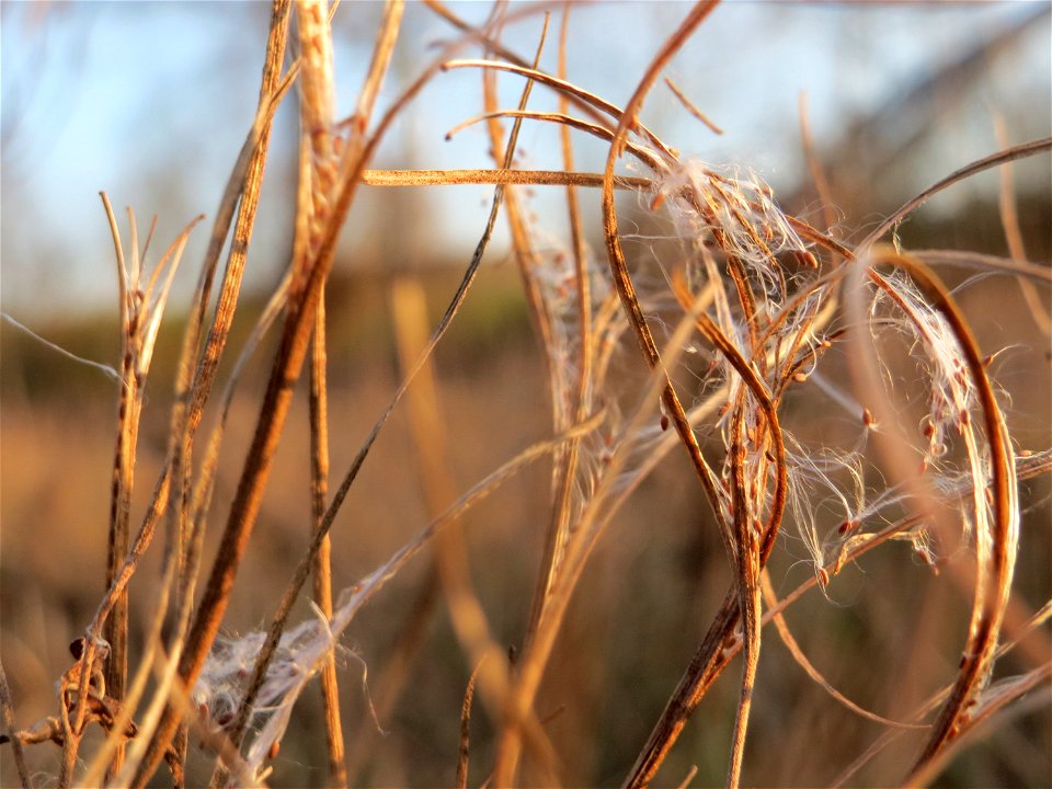 Zottiges Weidenröschen (Epilobium hirsutum) in Saarbrücken