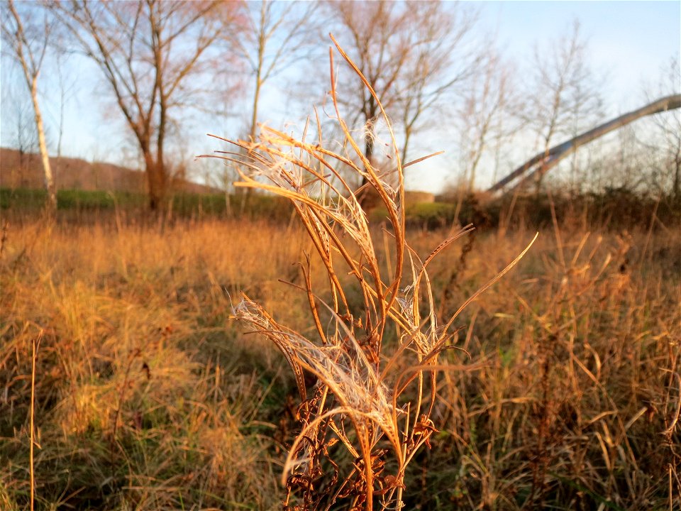 Zottiges Weidenröschen (Epilobium hirsutum) in Saarbrücken