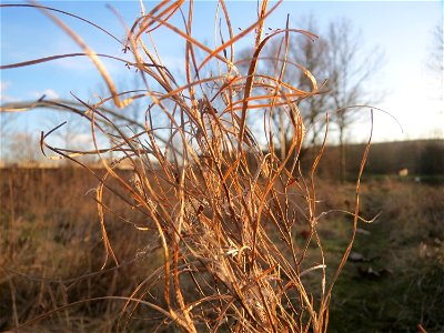 Zottiges Weidenröschen (Epilobium hirsutum) in Saarbrücken