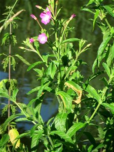 Zottiges Weidenröschen (Epilobium hirsutum) am Kraichbach in Hockenheim