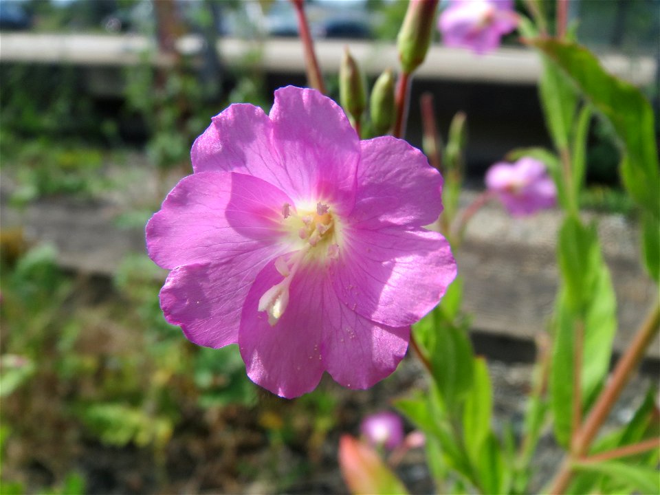 Zottiges Weidenröschen (Epilobium hirsutum) in Bruchmühlbach-Miesau