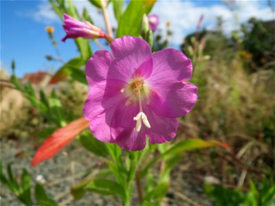 Zottiges Weidenröschen (Epilobium hirsutum) in Bruchmühlbach-Miesau