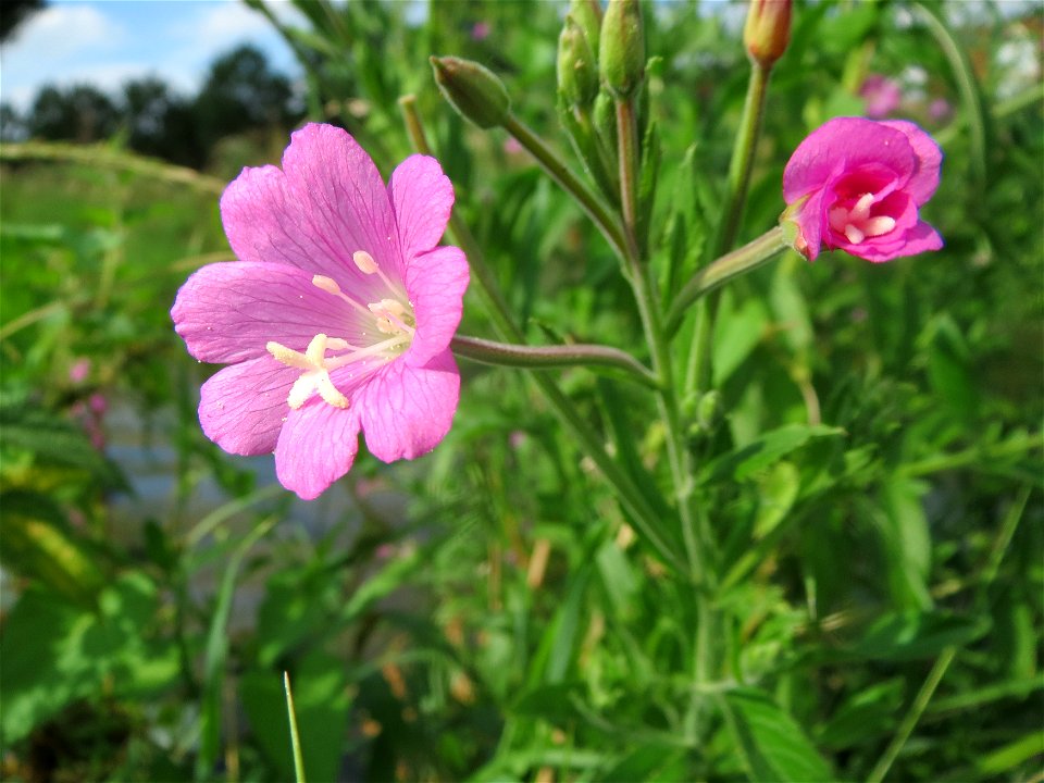 Zottiges Weidenröschen (Epilobium hirsutum) am Kraichbach in Hockenheim