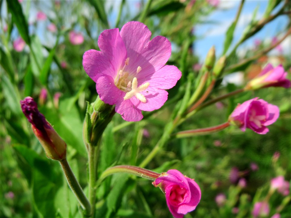 Zottiges Weidenröschen (Epilobium hirsutum) am Kraichbach in Hockenheim
