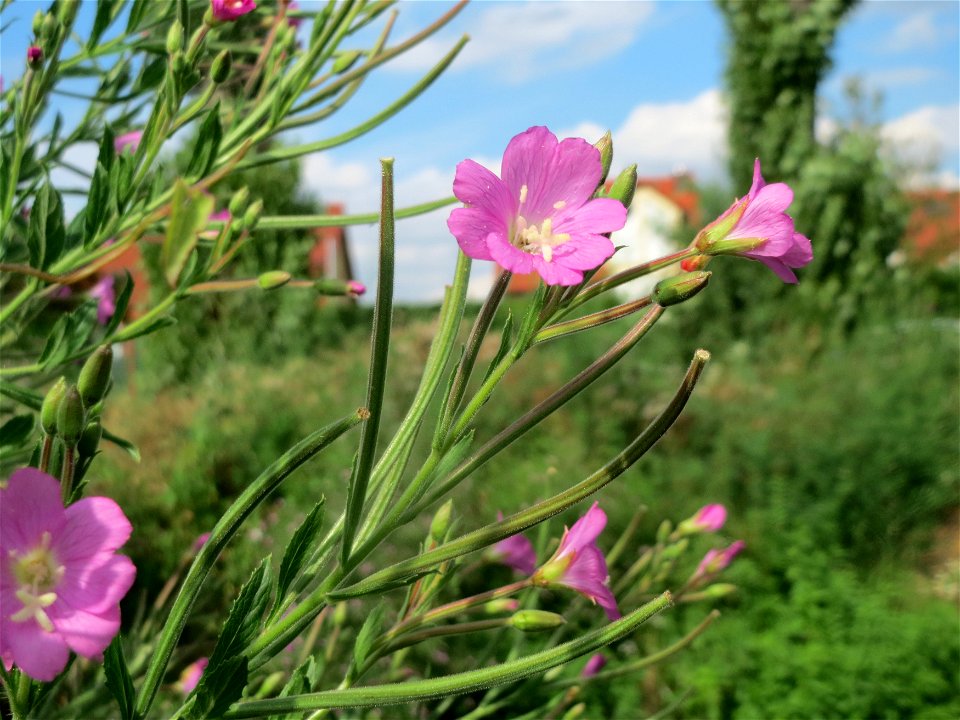 Zottiges Weidenröschen (Epilobium hirsutum) am Kraichbach in Hockenheim