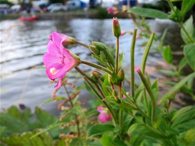 Zottiges Weidenröschen (Epilobium hirsutum) an der Saar in Saarbrücken