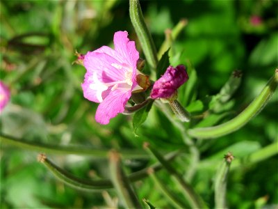 Zottiges Weidenröschen (Epilobium hirsutum) am Kraichbach in Hockenheim