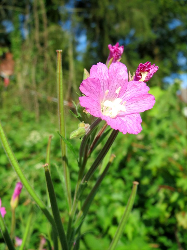 Zottiges Weidenröschen (Epilobium hirsutum) am Kraichbach in Hockenheim