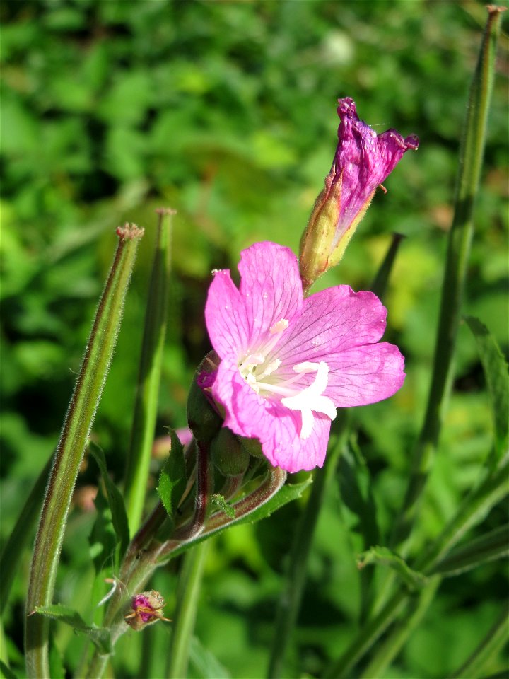 Zottiges Weidenröschen (Epilobium hirsutum) am Kraichbach in Hockenheim