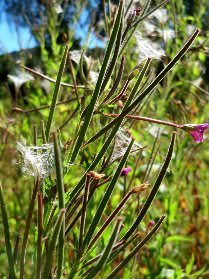 Zottiges Weidenröschen (Epilobium hirsutum) in Saarbrücken