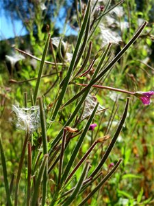 Zottiges Weidenröschen (Epilobium hirsutum) in Saarbrücken