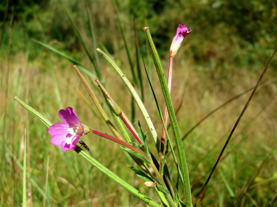 Zottiges Weidenröschen (Epilobium hirsutum) in Saarbrücken
