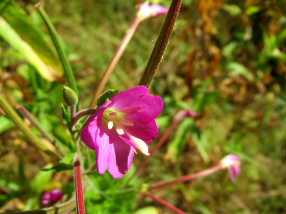 Zottiges Weidenröschen (Epilobium hirsutum) in Saarbrücken