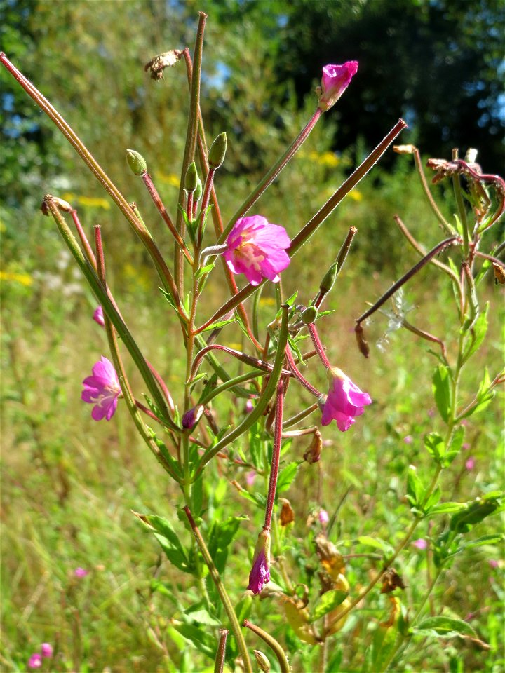 Zottiges Weidenröschen (Epilobium hirsutum) in Saarbrücken