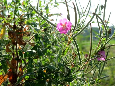 Zottiges Weidenröschen (Epilobium hirsutum) im Naturschutzgebiet Bachwiesen/Leopoldswiesen im Hockenheimer Rheinbogen