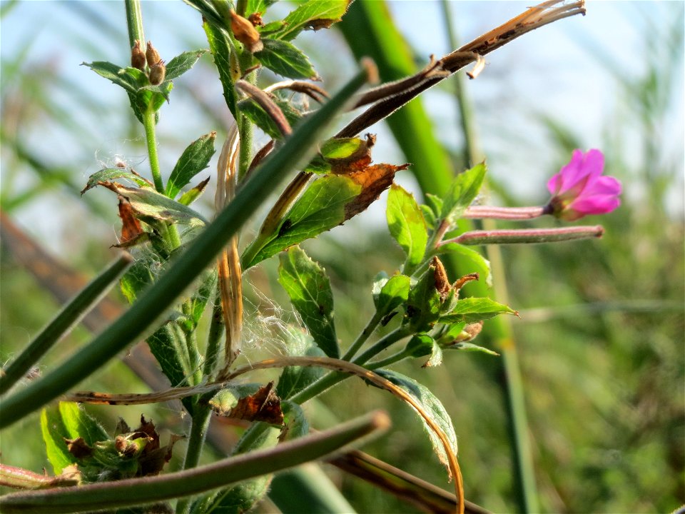 Zottiges Weidenröschen (Epilobium hirsutum) im Naturschutzgebiet Bachwiesen/Leopoldswiesen im Hockenheimer Rheinbogen