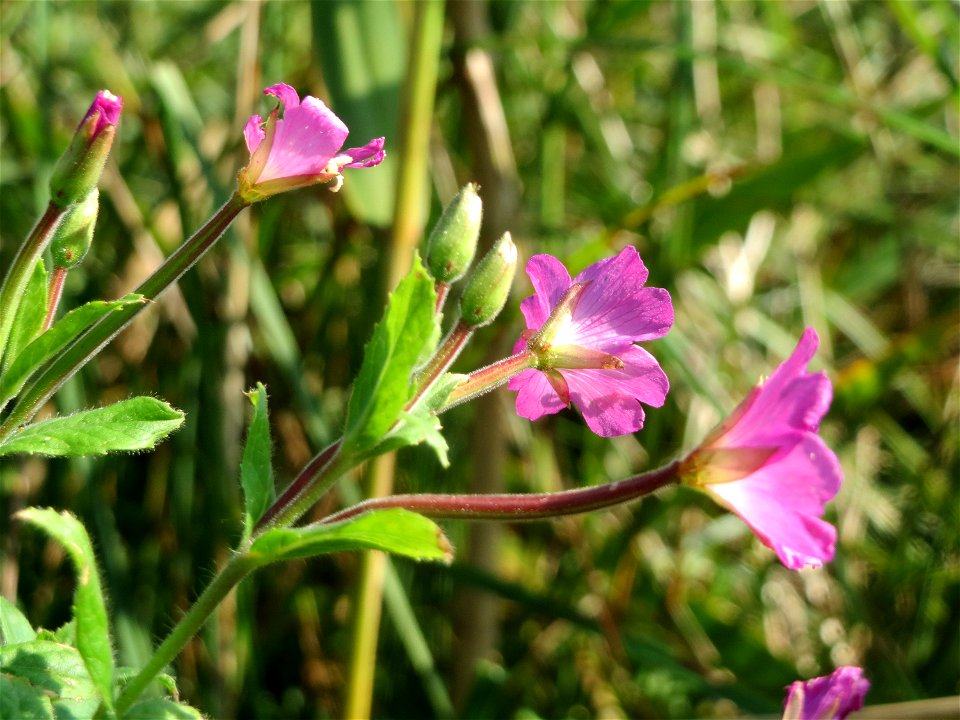 Zottiges Weidenröschen (Epilobium hirsutum) im Naturschutzgebiet Bachwiesen/Leopoldswiesen im Hockenheimer Rheinbogen