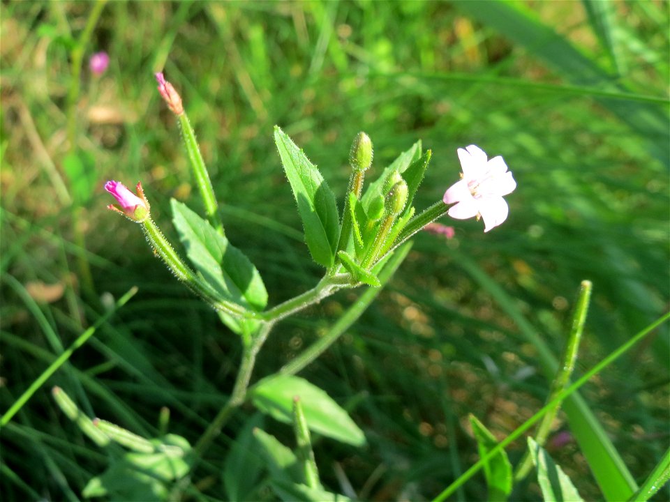 Vierkantiges Weidenröschen (Epilobium tetragonum) bei Klingenmünster