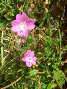 Zottiges Weidenröschen (Epilobium hirsutum) im Hockenheimer Rheinbogen