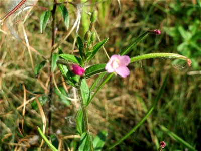 Vierkantiges Weidenröschen (Epilobium tetragonum) bei Klingenmünster