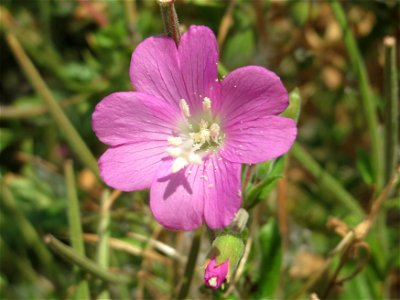 Zottiges Weidenröschen (Epilobium hirsutum) im Hockenheimer Rheinbogen