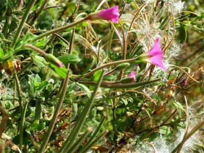 Zottiges Weidenröschen (Epilobium hirsutum) im Hockenheimer Rheinbogen