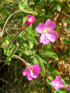 Zottiges Weidenröschen (Epilobium hirsutum) im Hockenheimer Rheinbogen