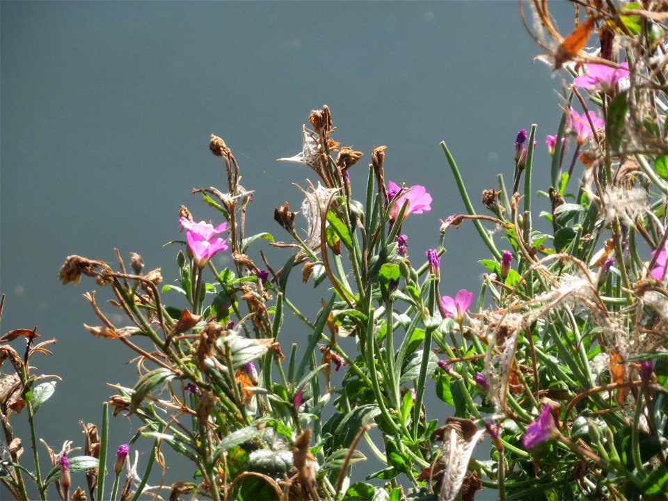 Zottiges Weidenröschen (Epilobium hirsutum) an der Saar in Saarbrücken