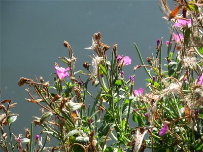 Zottiges Weidenröschen (Epilobium hirsutum) an der Saar in Saarbrücken