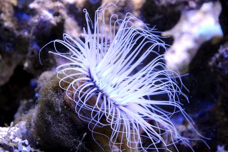 Anemone actinium aquarium photo