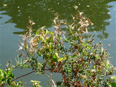 Zottiges Weidenröschen (Epilobium hirsutum) an der Saar in Saarbrücken