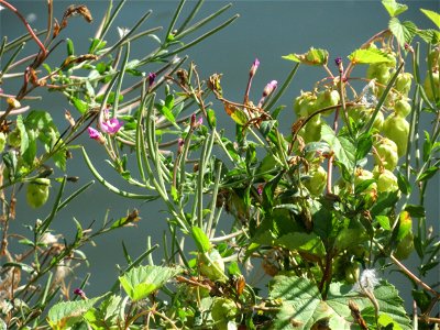 Zottiges Weidenröschen (Epilobium hirsutum) an der Saar in Saarbrücken