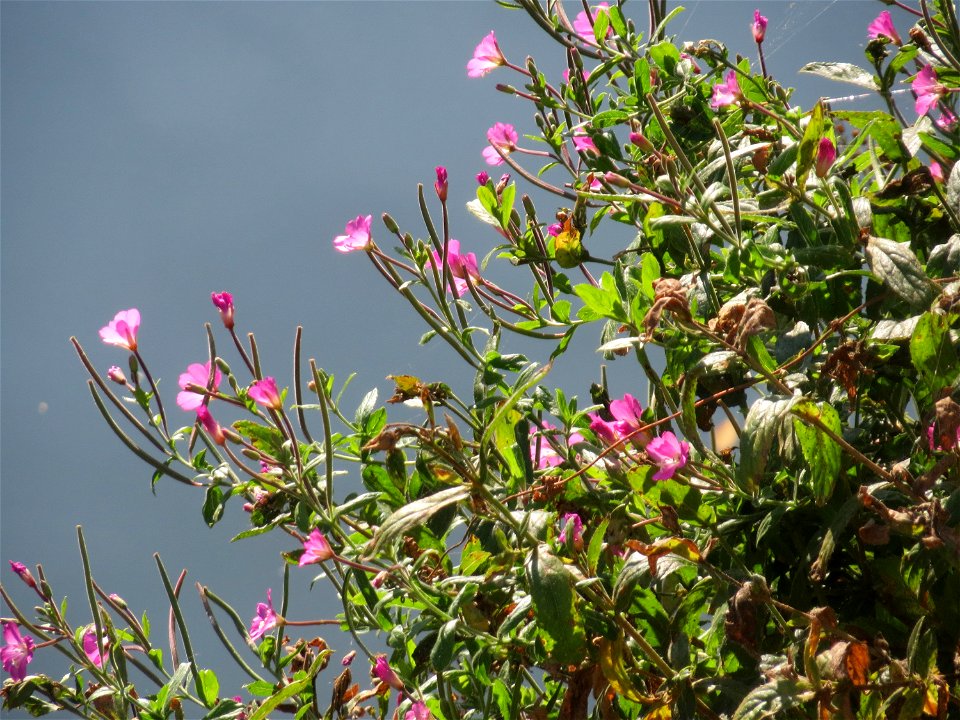 Zottiges Weidenröschen (Epilobium hirsutum) an der Saar in Saarbrücken